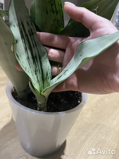 Сансевиерия муншайн бразилиан