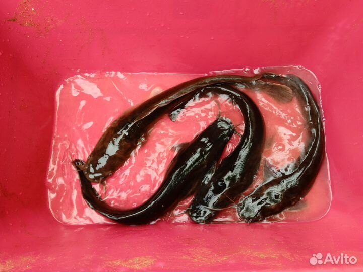 Сом африканский на зарыбление водоёма