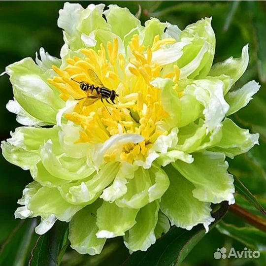 Цветы пионы