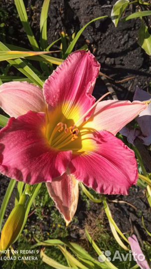 Лилейники сортовые