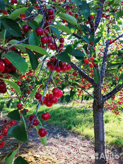Саженцы черешни