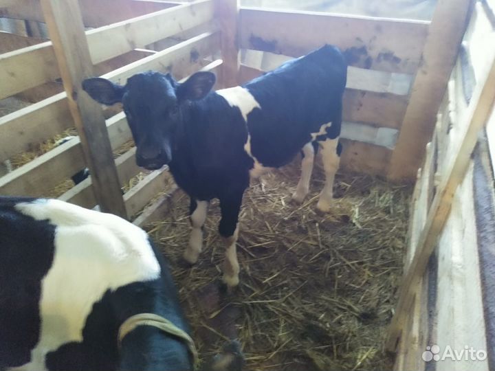 Телята бычки