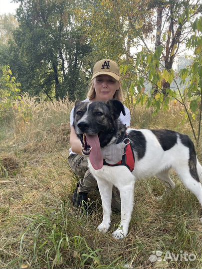 Собака Глория из приюта ищет дом