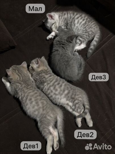 Британские котята короткошерстные