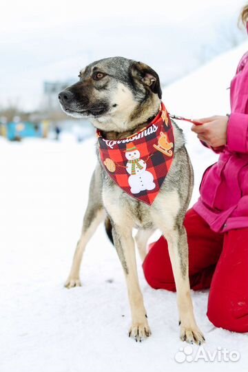 Приютский пёс станет преданным другом