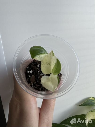 Эпипремнум марб эппл, хэппи лиф