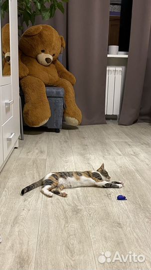 Отдам в добрые руки