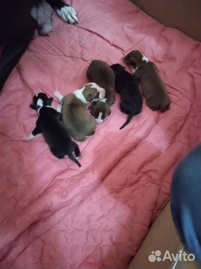 Щенки питбуля