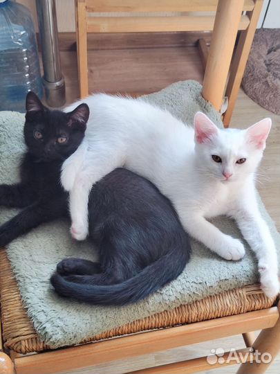 Котята отдам бесплатно