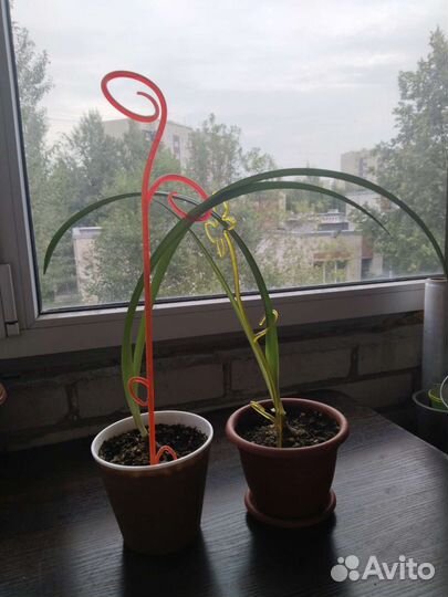 Гиппеаструм амариллис