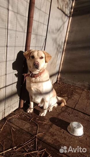 Барин девок захотел