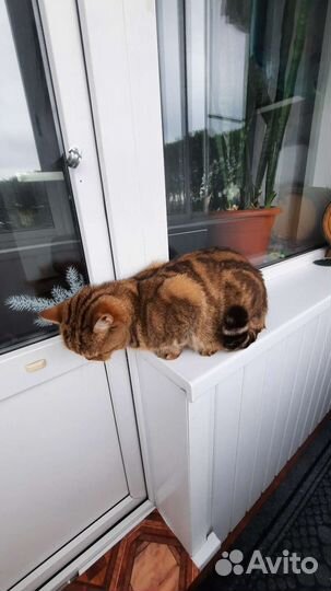 Кошки породистые бесплатно