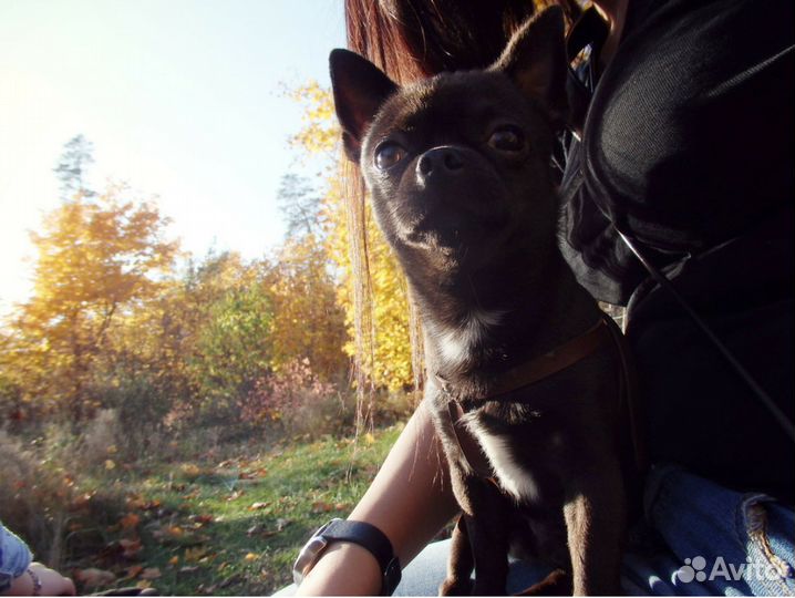 Вязка чихуахуа