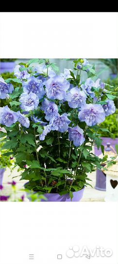 Гибискус сирийский