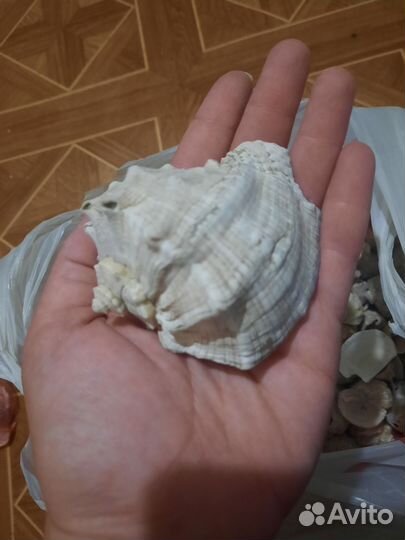 Морские ракушки