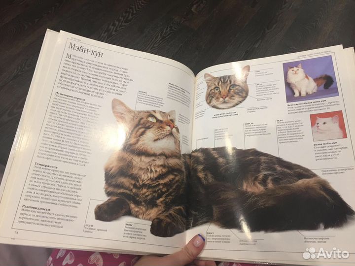 Книга Все о кошке