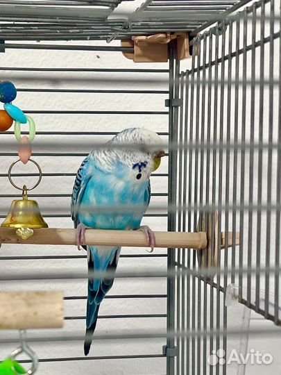 Два попугая волнистых девочка и мальчик с клеткой