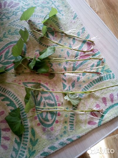 Рассада сладкий картофель Батат