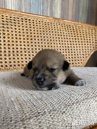 Щенята от мальтипу