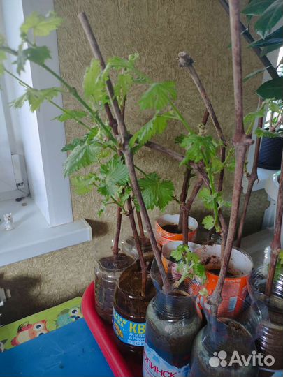 Саженцы винограда