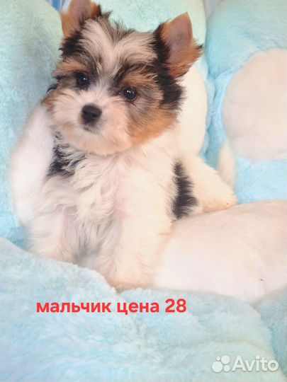 Щенки бивер йорка