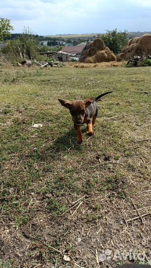 Отдам. Такса