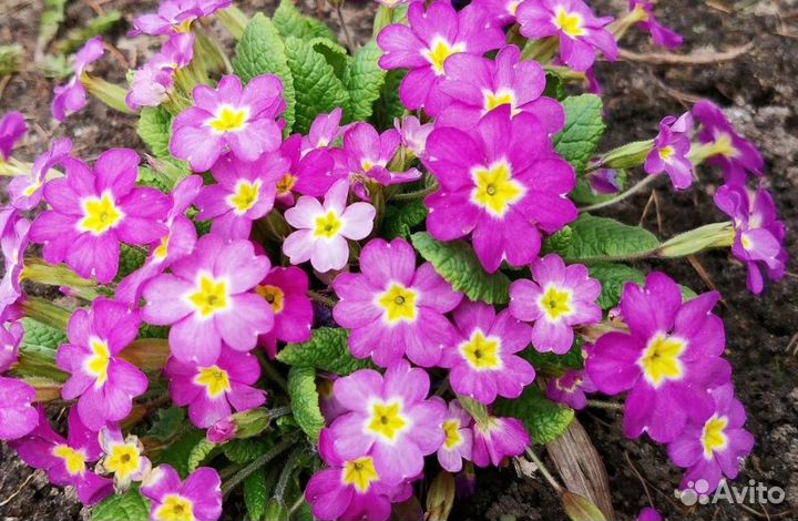 Нарциссы/ Примула