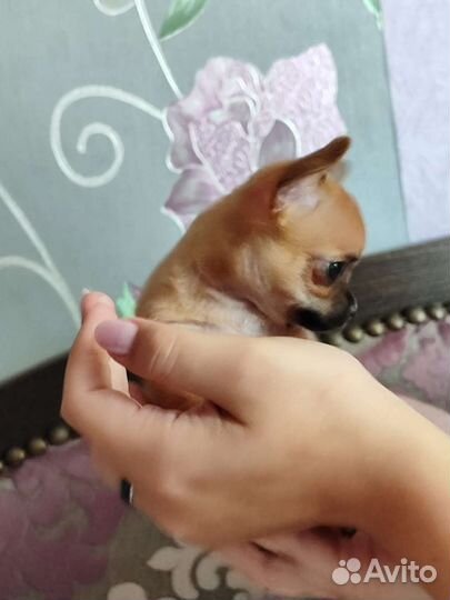 Щенки чихуахуа мини девочки