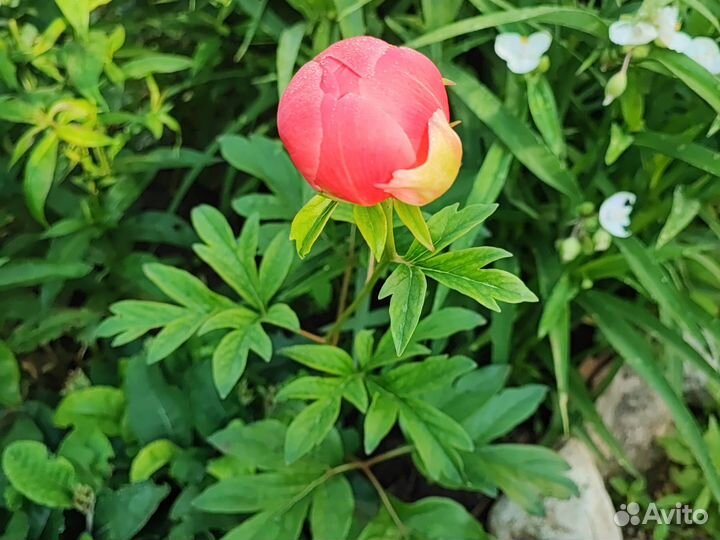 Пион коралловый саженец