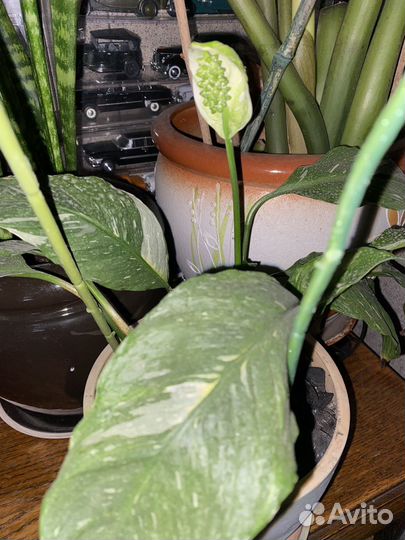 Спатифиллум