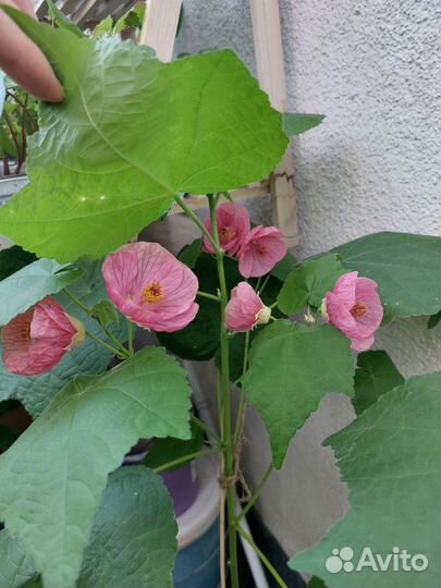 Клен комнатный абутилон