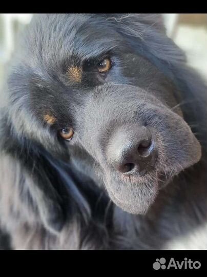 Мексиканская голая собака