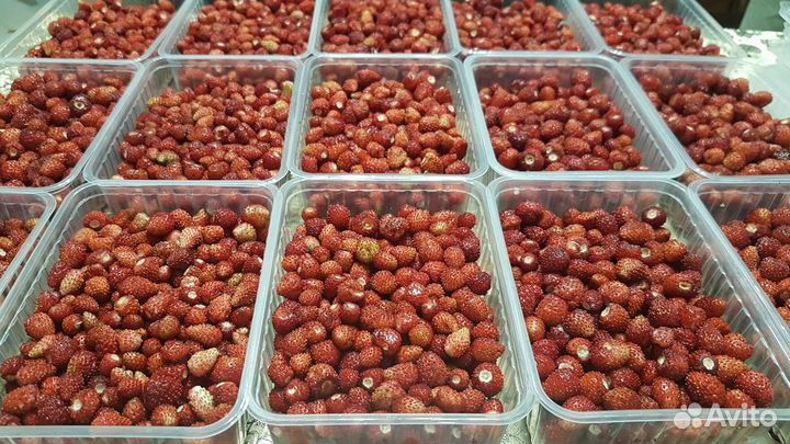 Земляника свежая