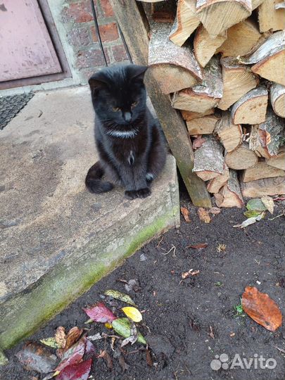 Котенок 3,5 привит девочка