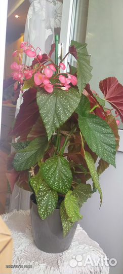 Бегония коралловая