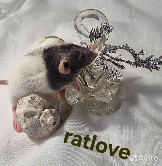 Крысята дамбо редкие девчонки от ratlove