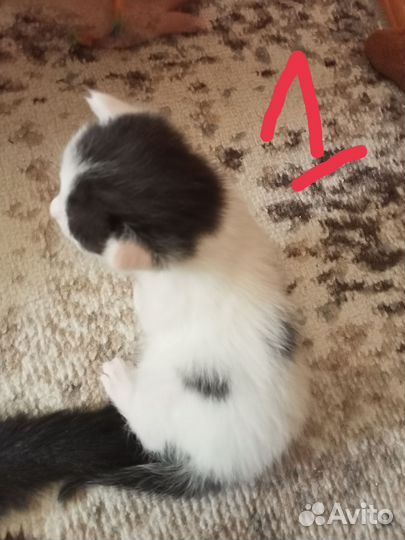 Котята в добрые руки
