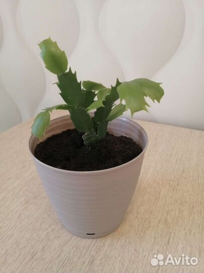 Декабрист шлюмбергера