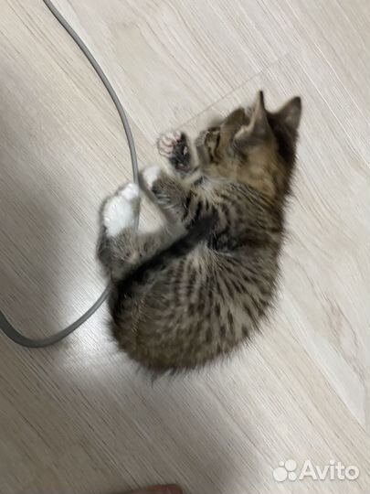 Котенок мальчик
