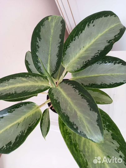 Аглаонема Сильвер Блю, Йок Канхана