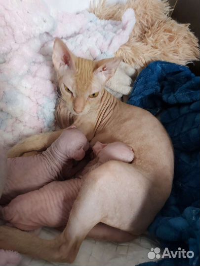 Канадский сфинкс котенок