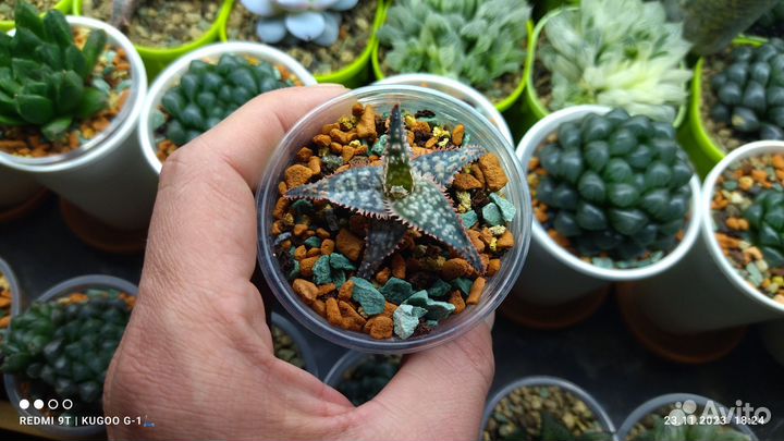 Aloe cv.'Christmas Carol