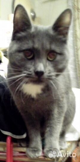 Независимая кошка в поиске