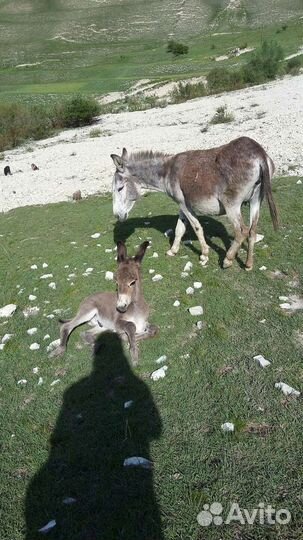Ишак с ослёнком