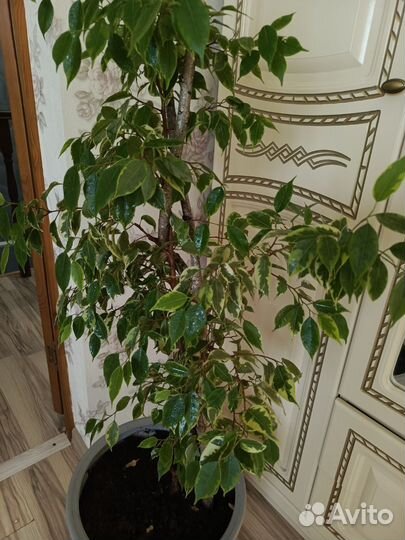 Фикус бенджамина