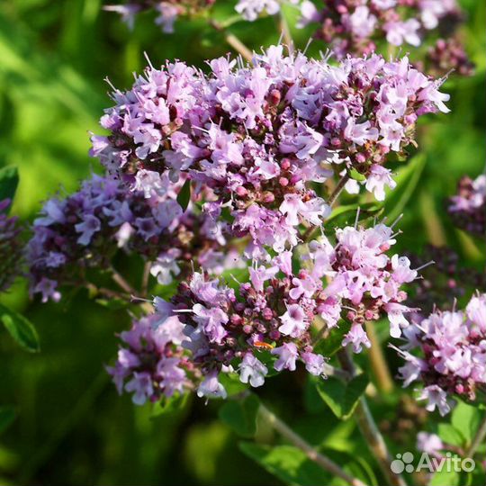 Душица и зверобой 2023