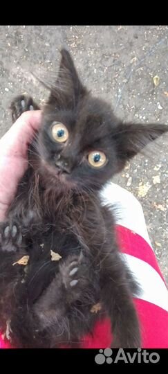 Малыши- домовёнок Кузя- друг и оберег в ваш дом