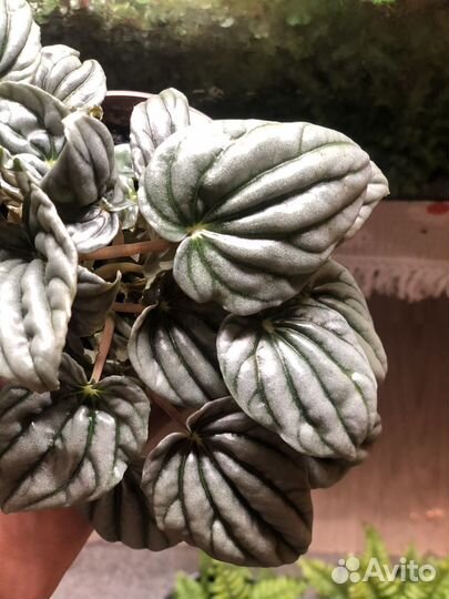 Пеперомия сморщенная