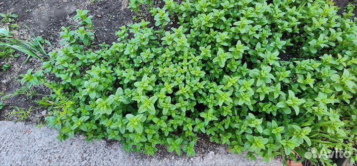 Мята свежая