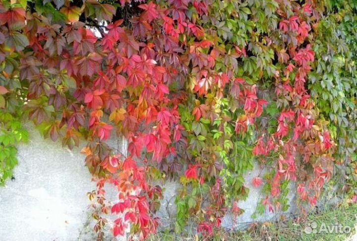 Саженцы сливы, девичий виноград и др